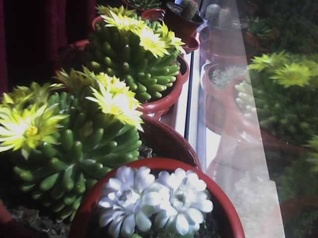 IMPREUNA - cactusi - 2012