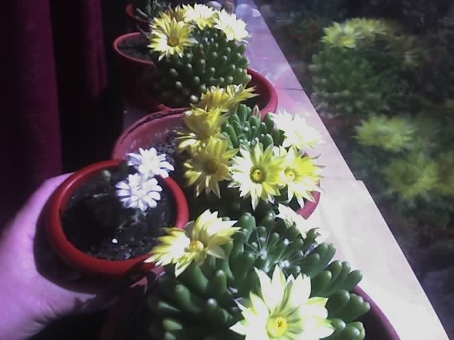 Mammillaria longimamma - cactusi - 2012