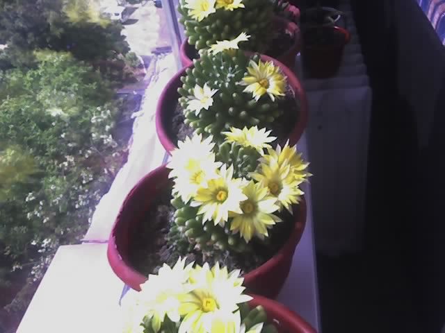 Mammillaria longimamma