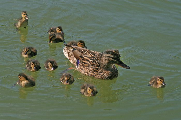 ducks 001 - Bucuresti - Titan