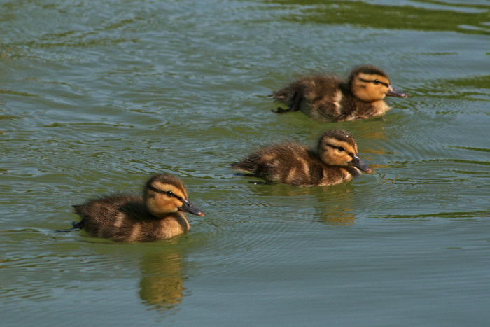 ducks 003 - Bucuresti - Titan