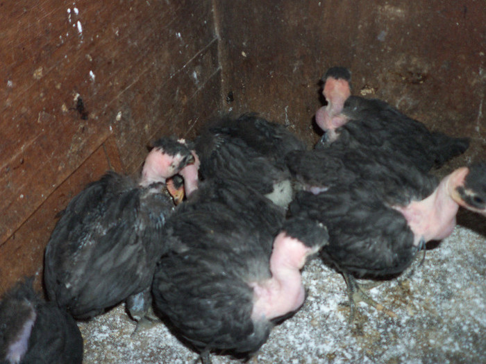 Provenienta Dan Merca