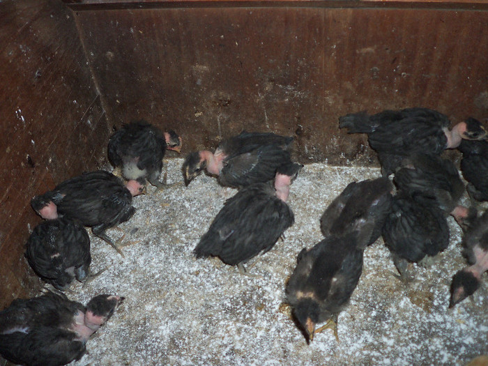 Provenienta Dan Merca