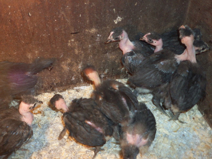 De la domnul Dan Merca