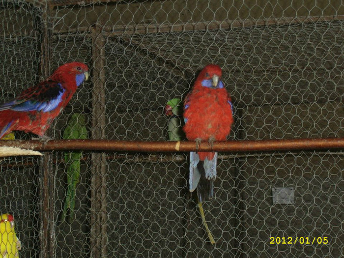 Rosella Penant - Papagali Rosella Penant