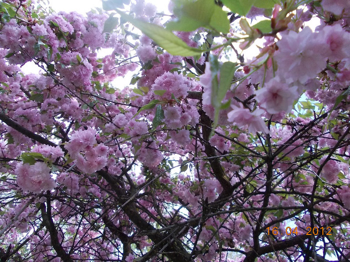 DSCN0663