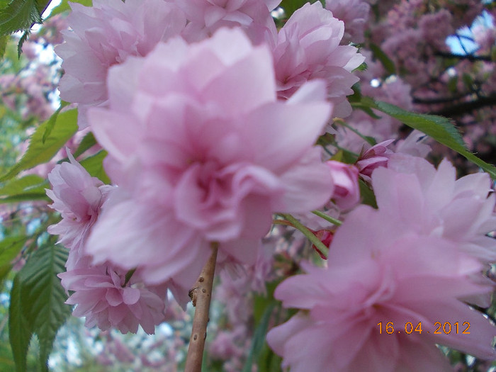 DSCN0664