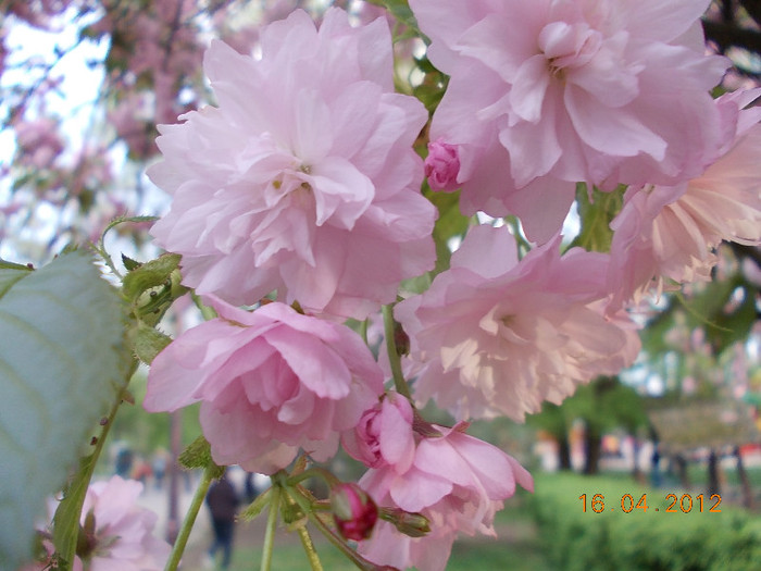 DSCN0665