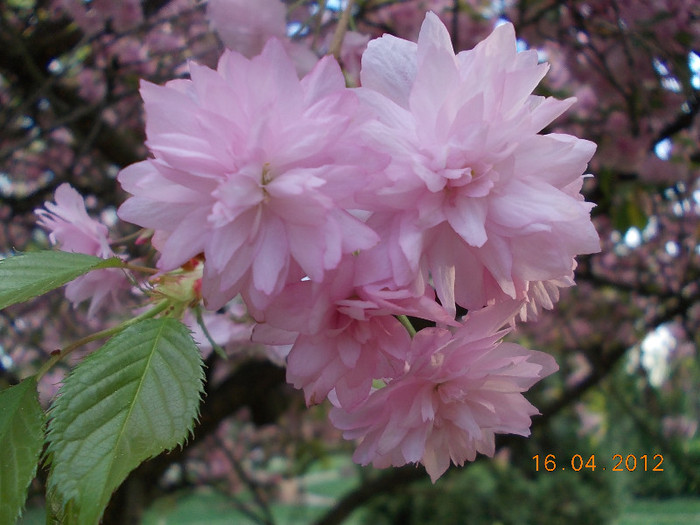 DSCN0666