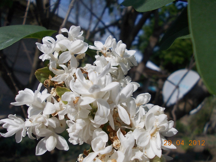 DSCN0713