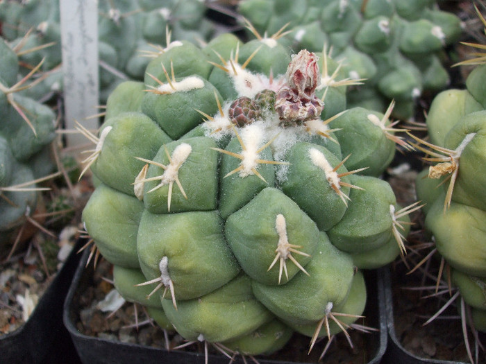 DSCF0169 - Arpi -my friend