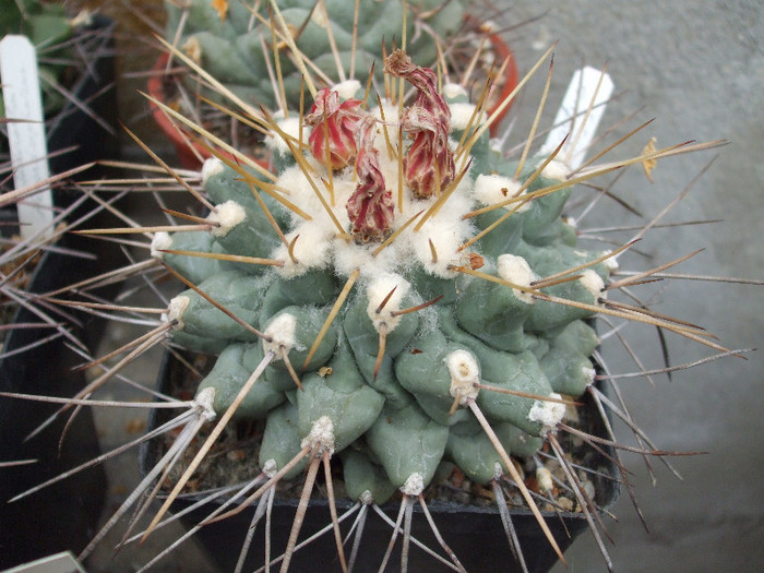 DSCF0173 - Arpi -my friend