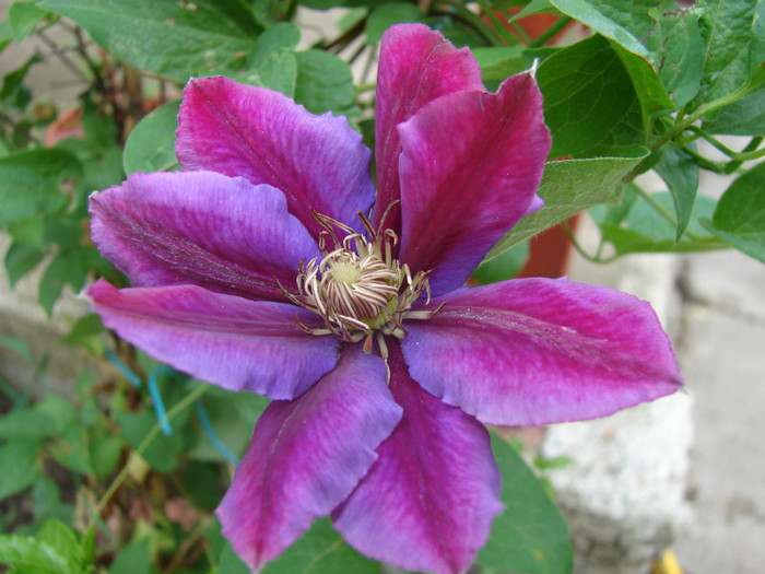 Julka - Clematis