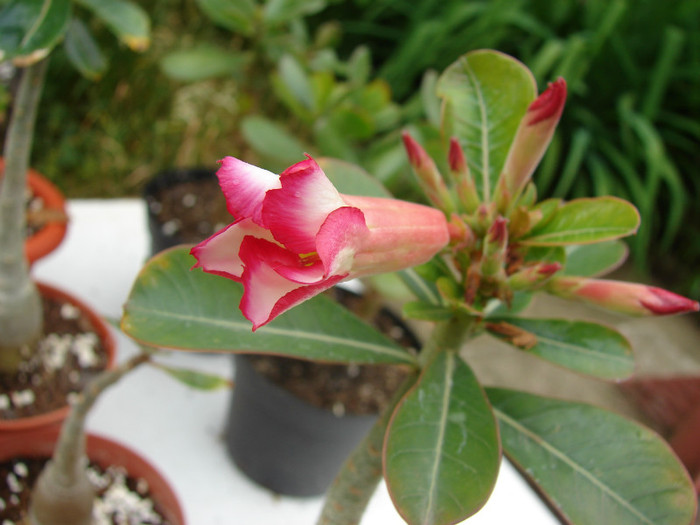 DSC09382 - Adenium