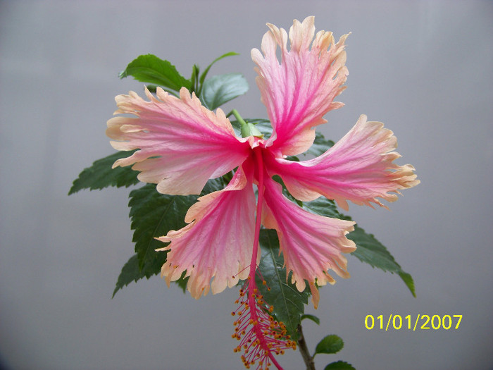Hawaian Salmon -08.05.2012