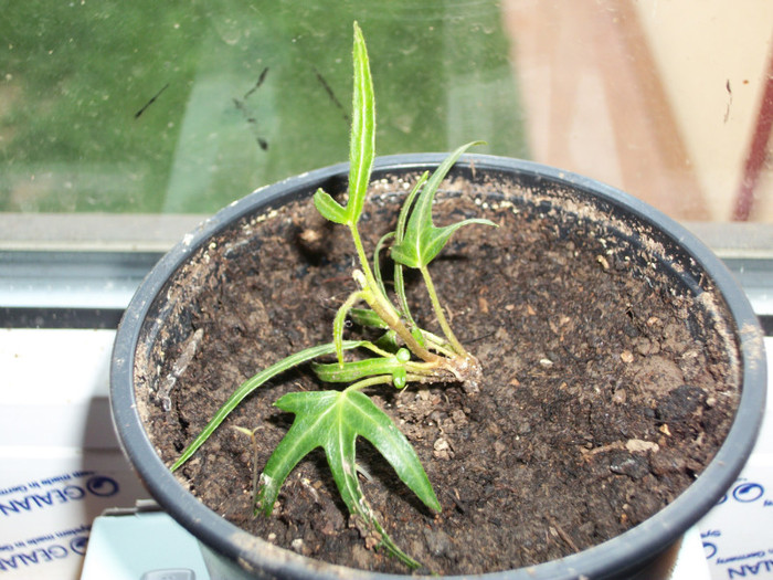 iedera - 1 ACHIZITII PLANTE 2012