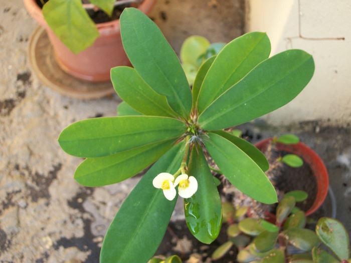 euphorbia milli - galbena