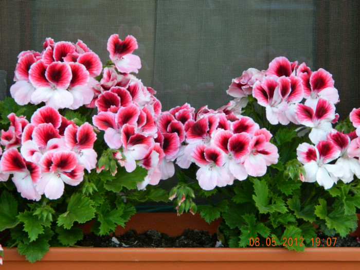 muscate englezesti - 5_MAI