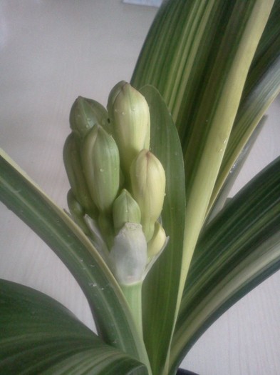 - CLIVIA