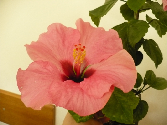 roz simplu - floare imensa