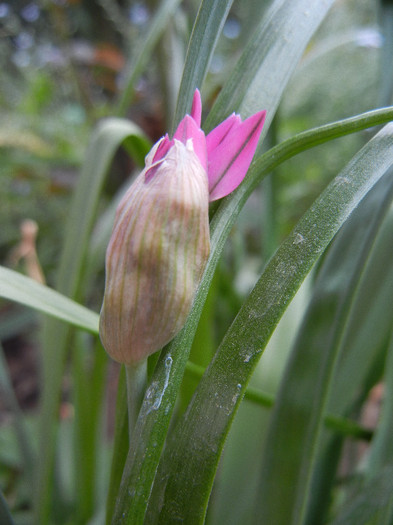Allium oreophilum (2012, May08)