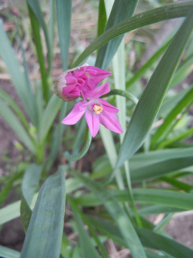 Allium oreophilum (2012, May09)