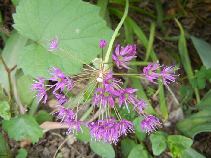 Allium Purple Sensation (2012, May 08)