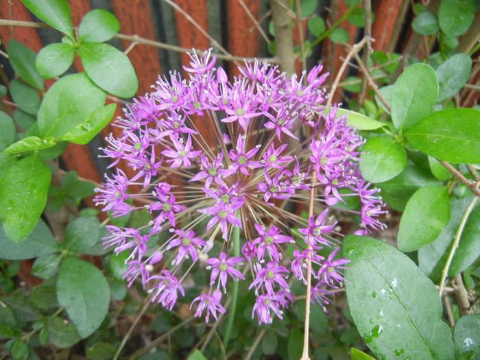 Allium Purple Sensation (2012, May 09) - Allium aflatunense Purple