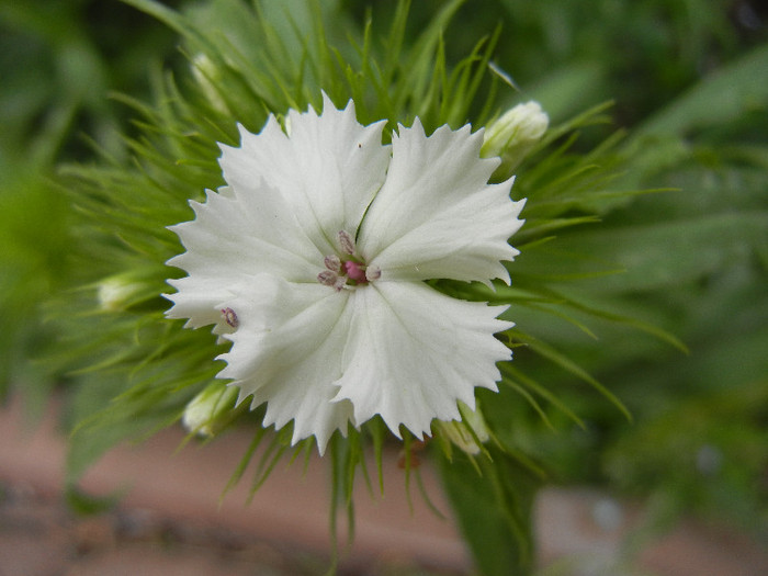 Dianthus barbatus (2012, May 08) - Dianthus Barbatus