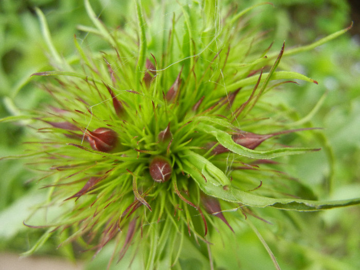 Dianthus barbatus (2012, May 09) - Dianthus Barbatus