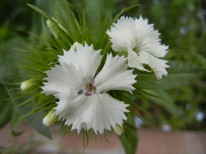 Dianthus barbatus (2012, May 09) - Dianthus Barbatus