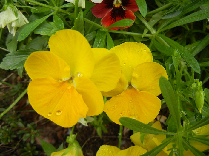 Yellow Pansies (2012, May 09) - PANSY_Viola x wittrockiana