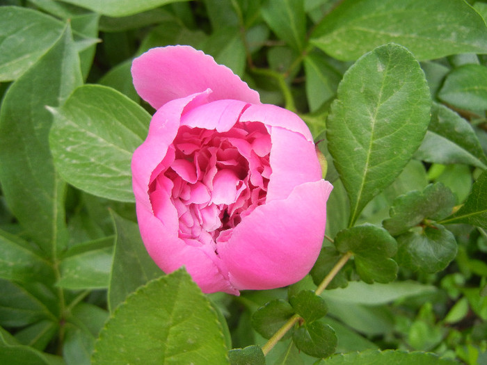 Peony. Bujor (2012, May 08) - BUJORI_Peony Paeonia