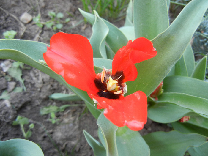 Red Tulip, black base (2012, April 23) - Red Tulip black base