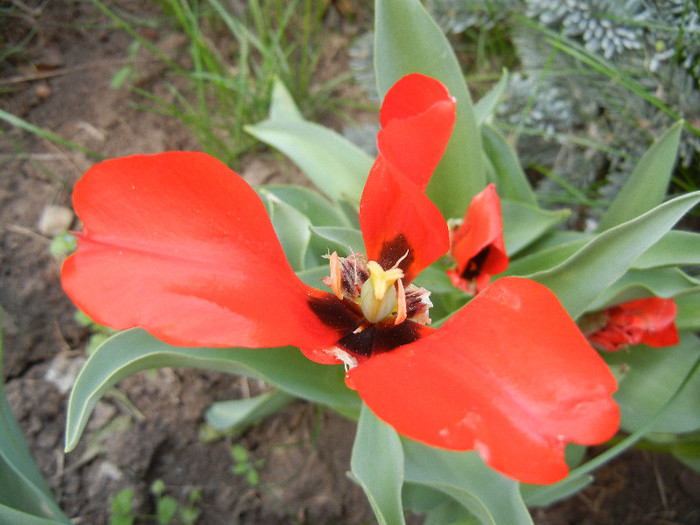 Red Tulip, black base (2012, April 25) - Red Tulip black base