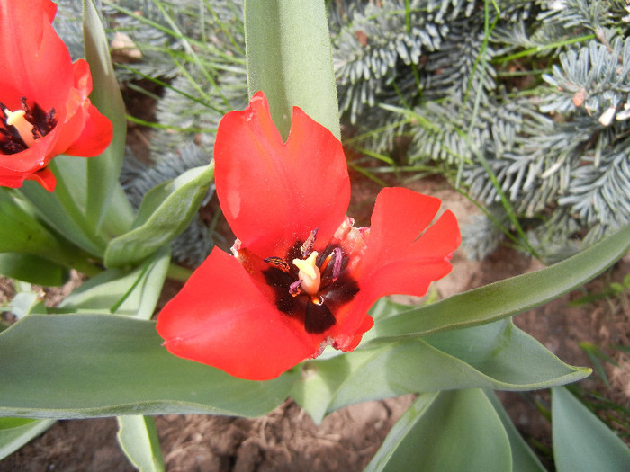 Red Tulip, black base (2012, April 26) - Red Tulip black base