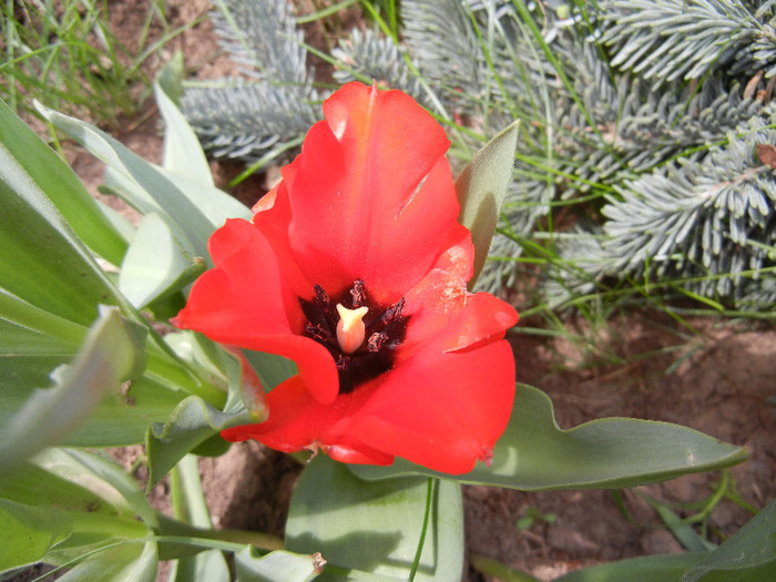 Red Tulip, black base (2012, April 26) - Red Tulip black base