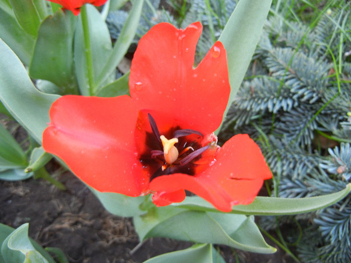 Red Tulip, black base (2012, April 27) - Red Tulip black base