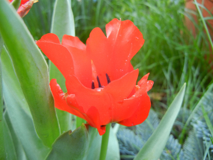 Red Tulip, black base (2012, April 27) - Red Tulip black base