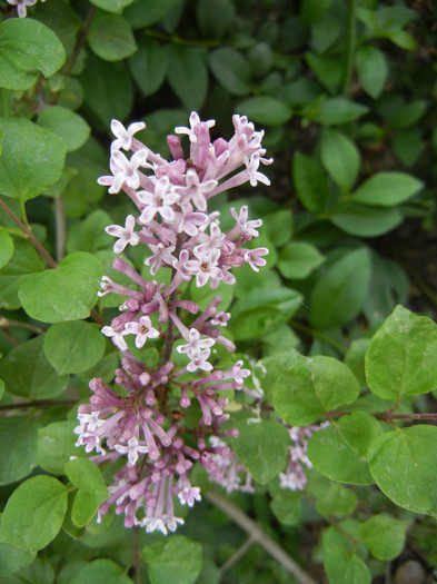 Syringa patula Miss Kim (2012, May 08)