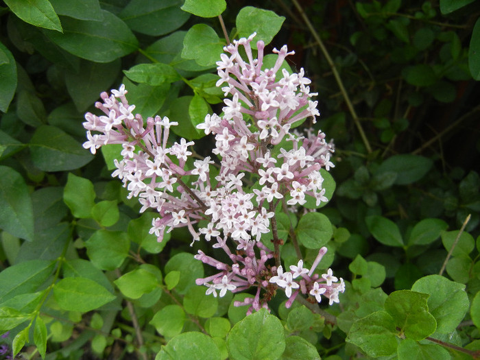 Syringa patula Miss Kim (2012, May 08)