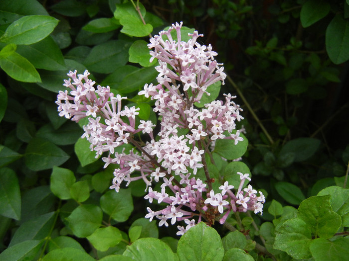 Syringa patula Miss Kim (2012, May 09)