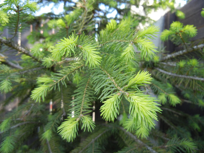 Picea abies (2012, May 03) - Picea abies 2010