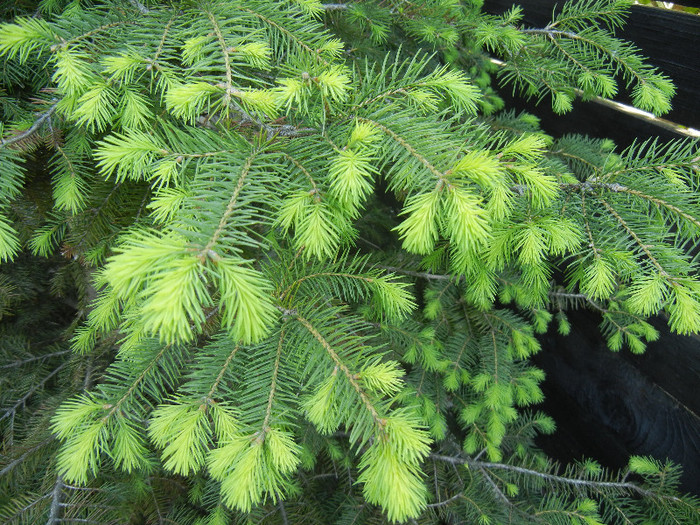 Picea abies (2012, May 03) - Picea abies 2010