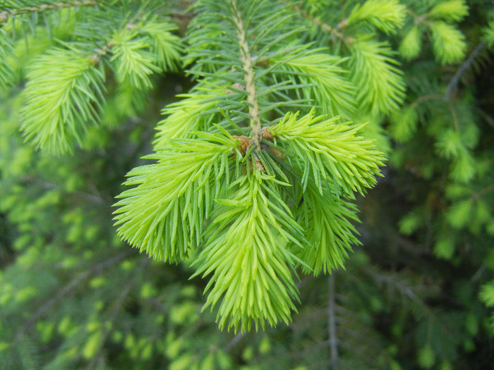 Picea abies_Molid (2012, May 03) - Picea abies 2010