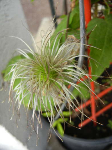 Clematis Pamela Jackman (2012, May 08) - Clematis Pamela Jackman