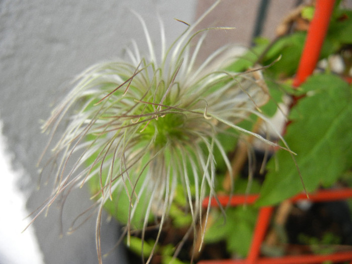 Clematis Pamela Jackman (2012, May 08) - Clematis Pamela Jackman