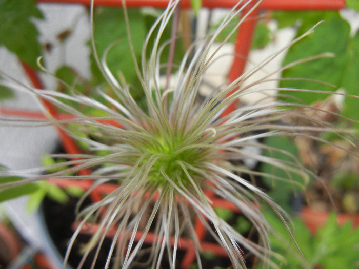 Clematis Pamela Jackman (2012, May 09)