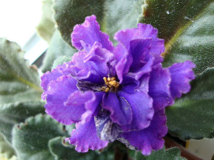 DSC05003 - 00 violete