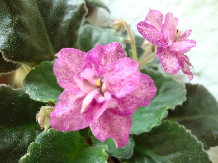 DSC04974 - 00 violete